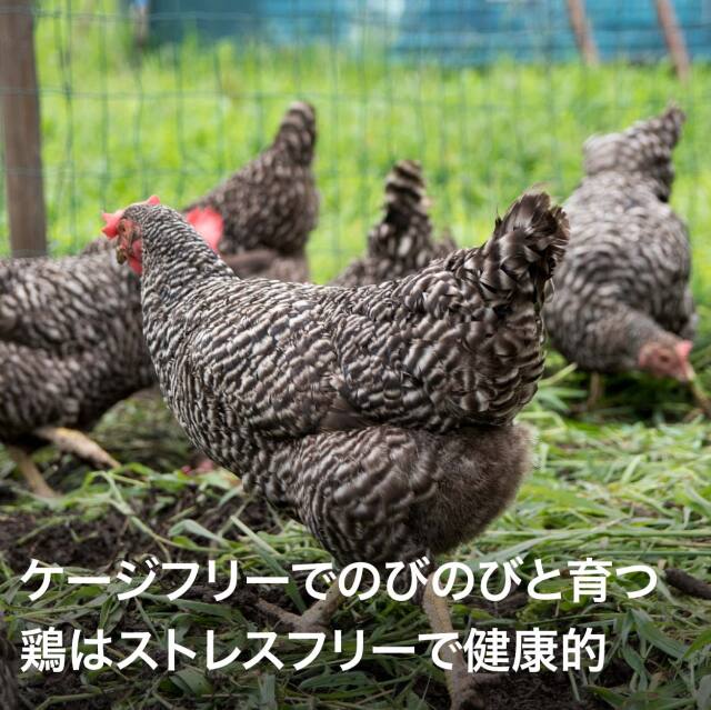 北杜市武川 ROOSTER フリーレンジエッグ 放し飼いの卵 6個x8P