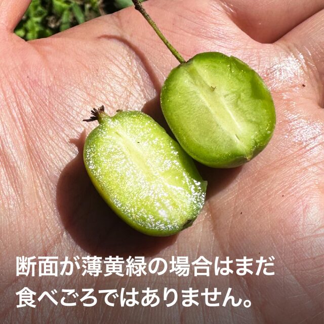 超希少な森の恵み 諏訪のサルナシ（こくわ・ベビーキウイ）2026 600g