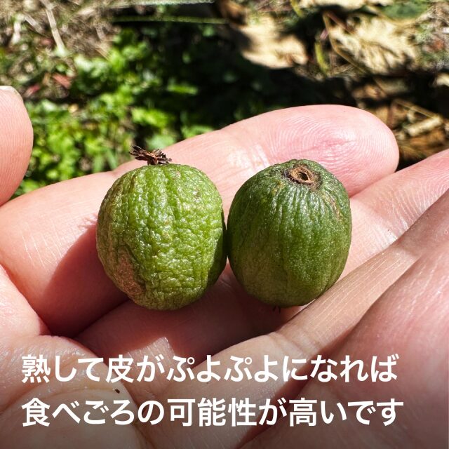 超希少な森の恵み 諏訪のサルナシ（こくわ・ベビーキウイ）2026 600g