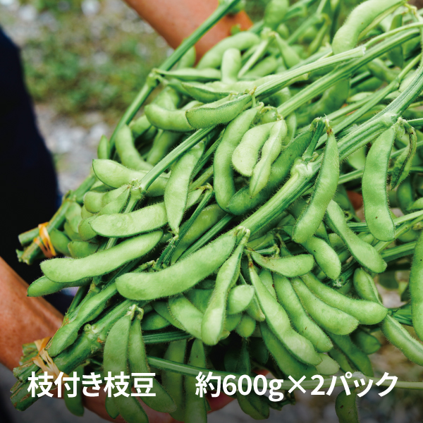 2025予約】冷蔵 諏訪の里山 後山の枝豆 枝付き 1.2kg