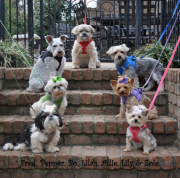 Doggie Design（ドギーデザイン）American River Ultra Harness Red アメリカン リバー パテント ペンディング ハーネス