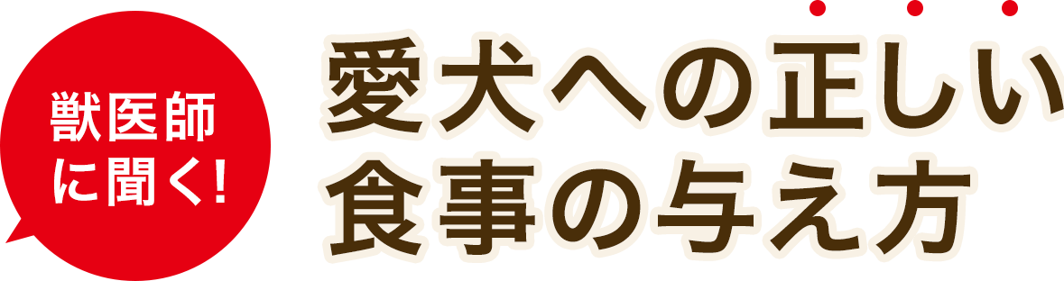 獣医師に聞く！愛犬への正しい食事の与え方 