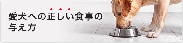 愛犬への正しい食事の与え方