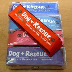 保冷剤で首を冷却するDog+Rescueクーリングカラー