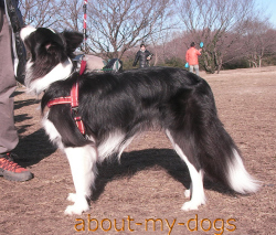 クイックフィットハーネスMサイズ/レッド