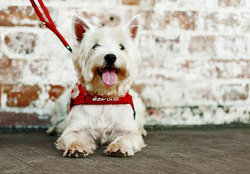 クイックフィットハーネスXSサイズ/レッド