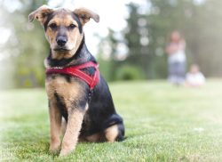 クイックフィットハーネスSサイズ/レッド