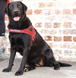 クイックフィットハーネスXLサイズ/レッド