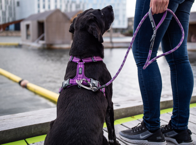 北欧デンマークデザインDOG COPENHAGENコンフォートウォークエア
