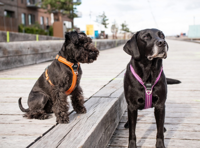 北欧デンマークデザインDOG COPENHAGENコンフォートウォークエア