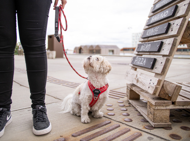 北欧デンマークデザインDOG COPENHAGENコンフォートウォークエア