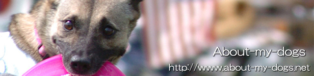About my dogs