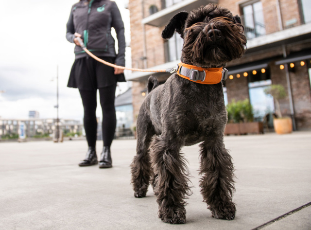 北欧デンマークデザインDOG COPENHAGENアーバンエクスプローラーカラー