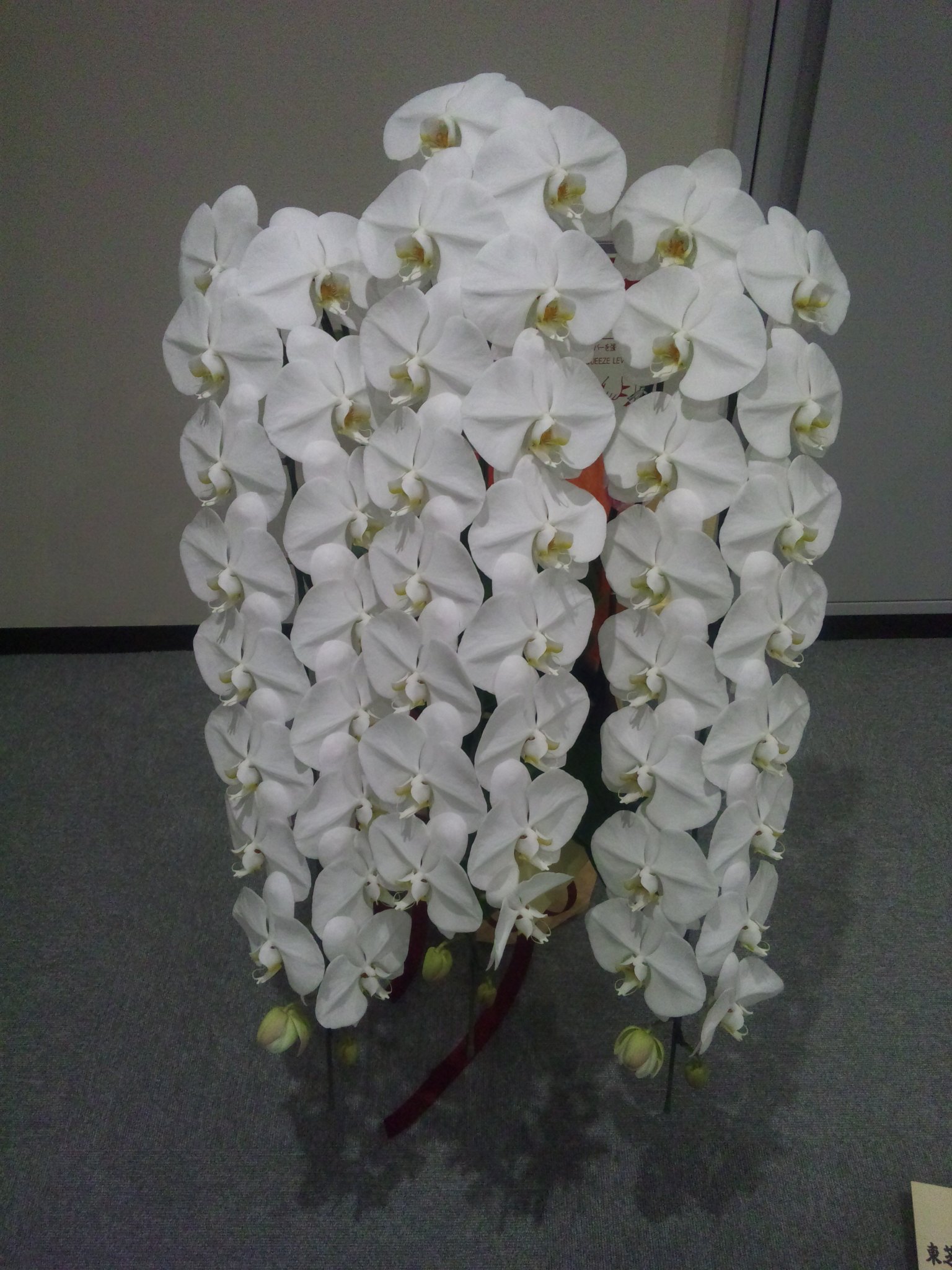 造花　胡蝶蘭白　５本立ち　お祝い花　お供え花 胡蝶蘭 5本立ち 白 70 | 移転祝い 開店祝い 法人ギフト販売の