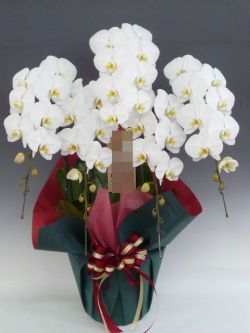 胡蝶蘭