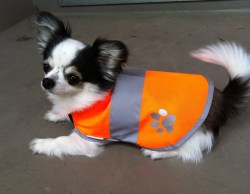 60％OFF！　大特価！わんちゃん用の安全服☆Dog Safety Vest 201 orange【メール便可能】