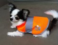 60％OFF！　大特価！わんちゃん用の安全服☆Dog Safety Vest 201 orange【メール便可能】