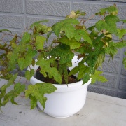 野ぶどう鉢植え