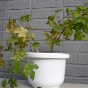 野ぶどう鉢植え