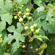 野ぶどう生の実