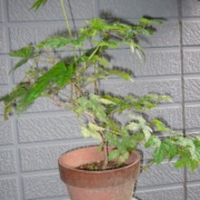 野ぶどう(馬ぶどう)は、素晴らしい薬用植物