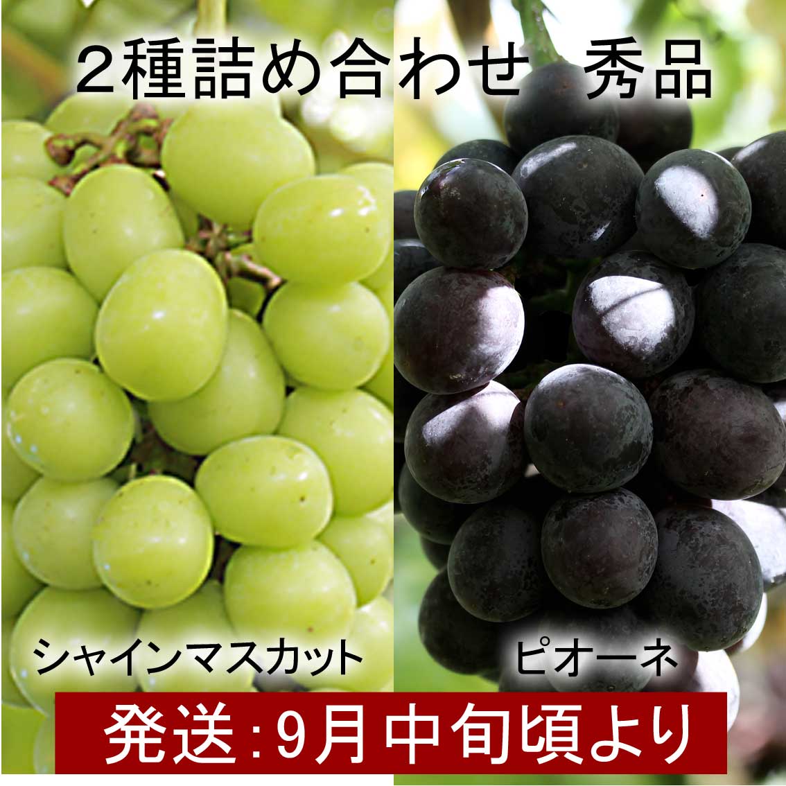 山形県産　種なし『2種詰ま合わせ』秀品 約2kg【ギフト、お祝い、化粧箱、贈答用、送料込み】