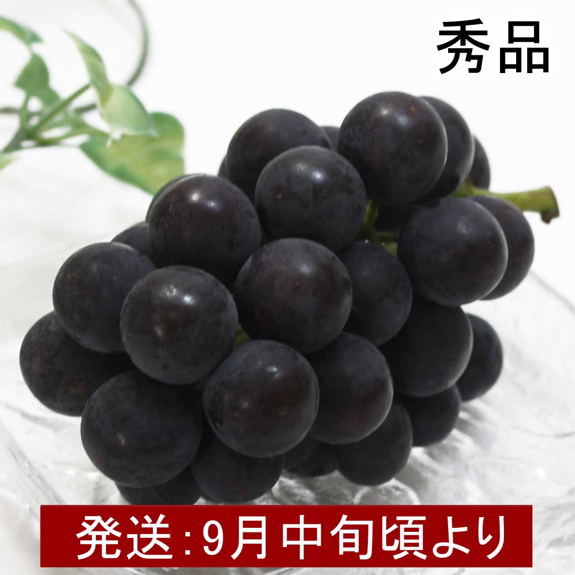 山形県産　種なし『巨峰』秀品 約2kg【ギフト、お祝い、化粧箱、贈答用、送料込み】