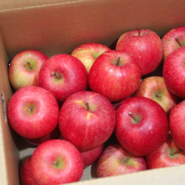 サンふじ訳あり品 10kg【ご家庭用、送料無料】