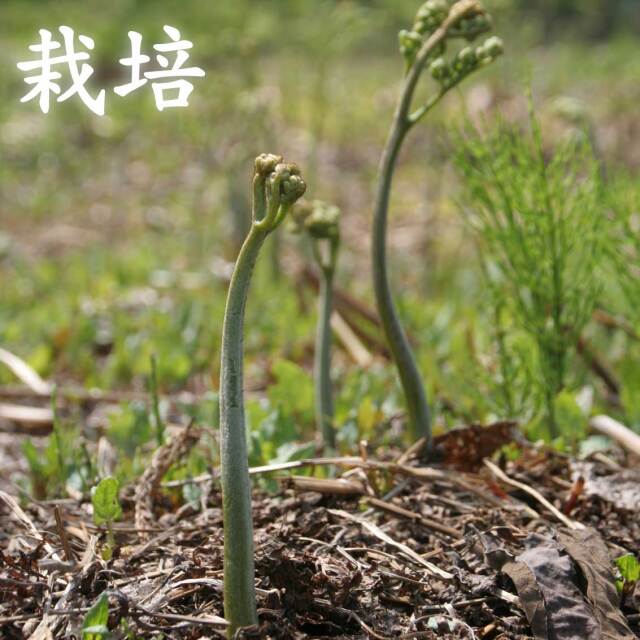 朝採り 直送 山形県産 わらび 送料 税込