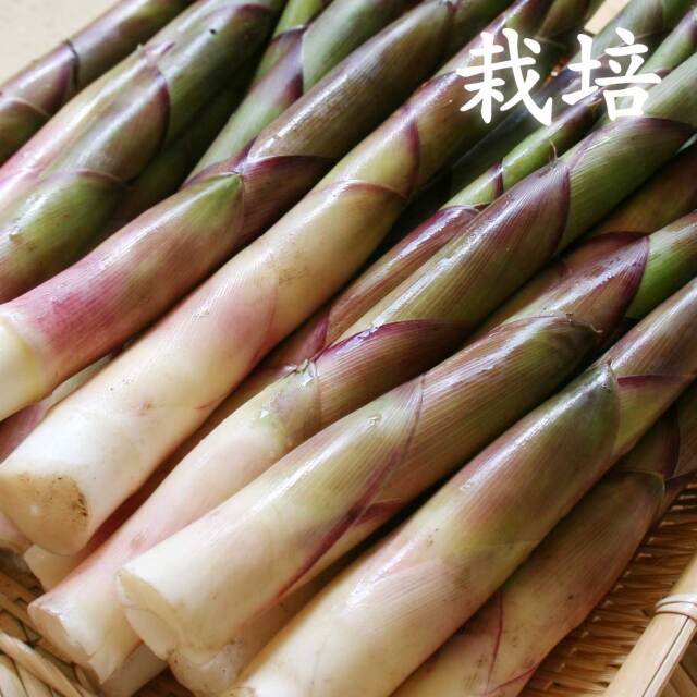 【栽培】朝採り　山形県産　山菜　細竹　500g