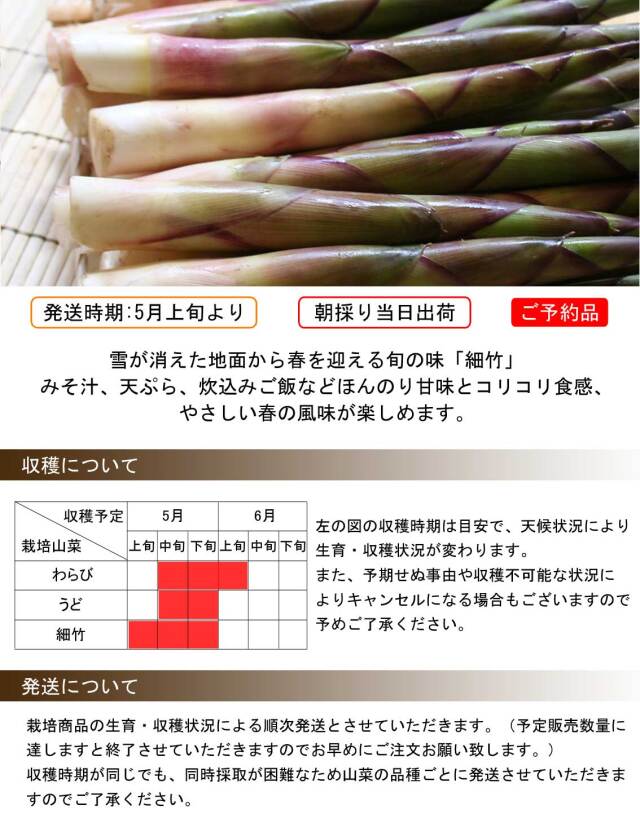 【本日朝採れ】天然山菜 極上ハリギリ 1kg超え 本日朝採れ】天然山菜 極上ハリギリ 1kg超え