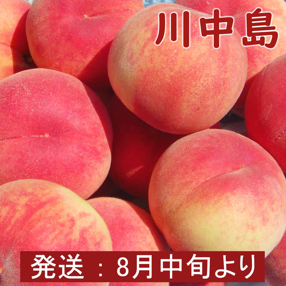 川中島（白桃）5～8玉　2kg【夏ギフト】【送料無料】