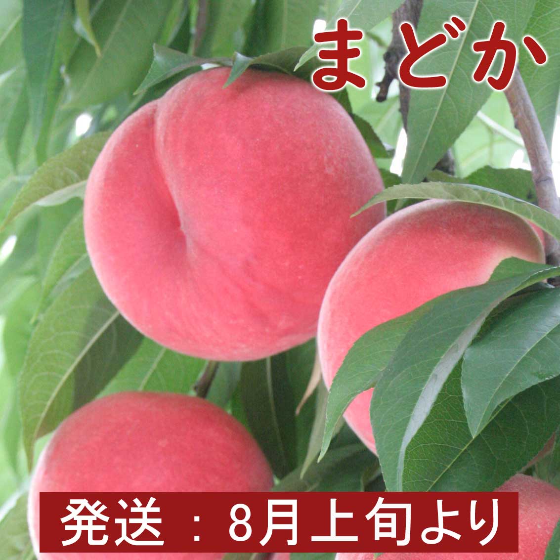 まどか（白桃）5～8玉　2kg【夏ギフト】【送料無料】