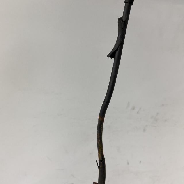 ACP