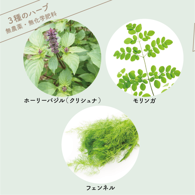 3種類のハーブ