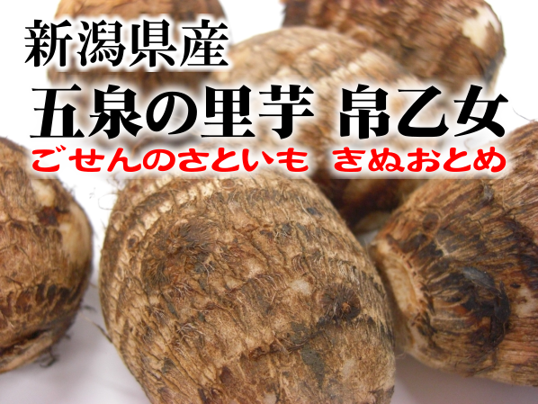 新潟県産 五泉の里芋 帛乙女 きぬおとめ 2kg 10月上旬出荷開始