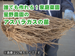 産地直送 家庭菜園に挑戦 誰でも作れる 星野農園の大株アスパラガスの苗 11月中旬より出荷開始