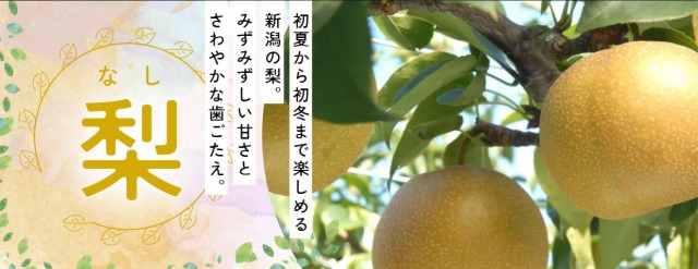 新潟青果市場「愛菜園倶楽部」｜新潟市 亀田地区産 藤五郎梅－市場の