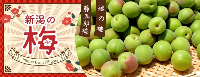 新潟青果市場「愛菜園倶楽部」｜新潟市 亀田地区産 藤五郎梅－市場の