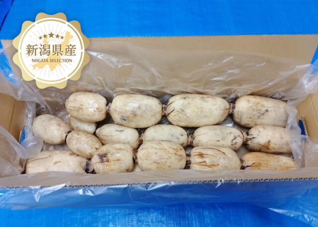 五泉美人メイン