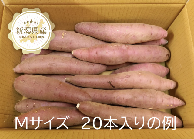 いもジェンヌM20
