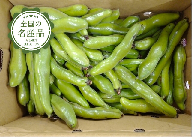 新潟青果市場「愛菜園倶楽部」｜鹿児島県産 そら豆 2kg/4kg－市場の