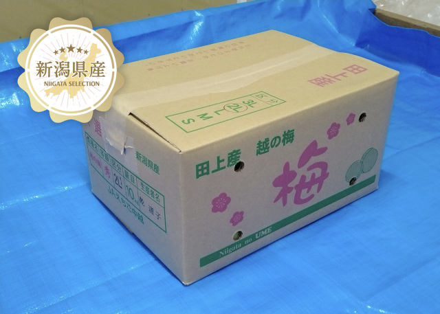 越の梅 青梅 10kg 新潟青果市場「愛菜園倶楽部」｜新潟県 田上町産 越の梅－市場の目利き