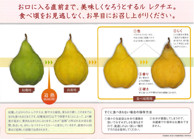 新潟青果市場「愛菜園倶楽部」｜新潟県産 ルレクチエ秀品4kg化粧箱