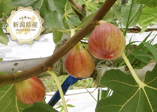 新潟青果市場「愛菜園倶楽部」｜新潟県産いちじく「越の雫」－市場の