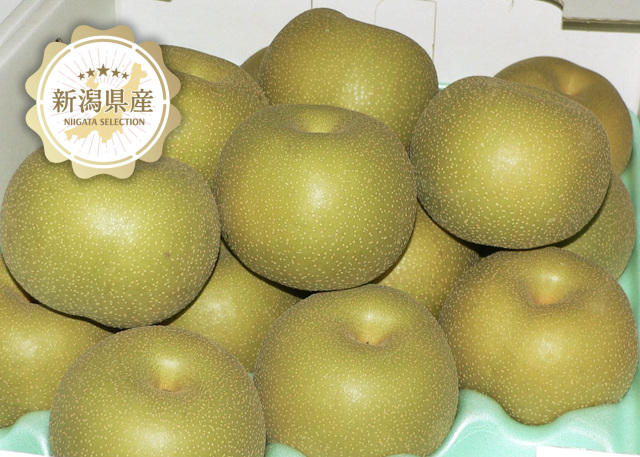 新潟青果市場「愛菜園倶楽部」｜新潟県産 幸水梨【秀品】5kg/10kg