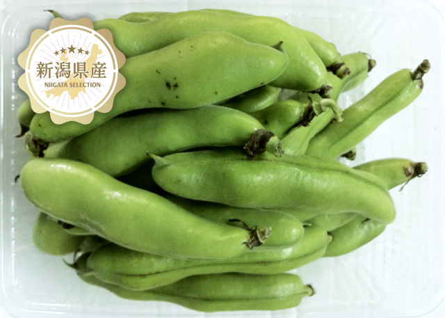 新潟青果市場「愛菜園倶楽部」｜新潟県産 そら豆－市場の目利きが