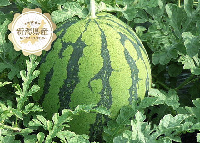 新潟青果市場「愛菜園倶楽部」｜新潟県 魚沼産 大玉西瓜【八色西瓜