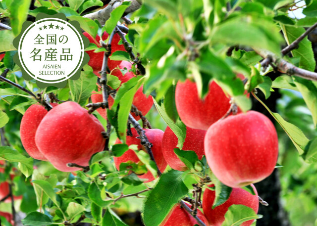 新潟青果市場「愛菜園倶楽部」｜長野県産 りんご サンふじ 秀品 5kg