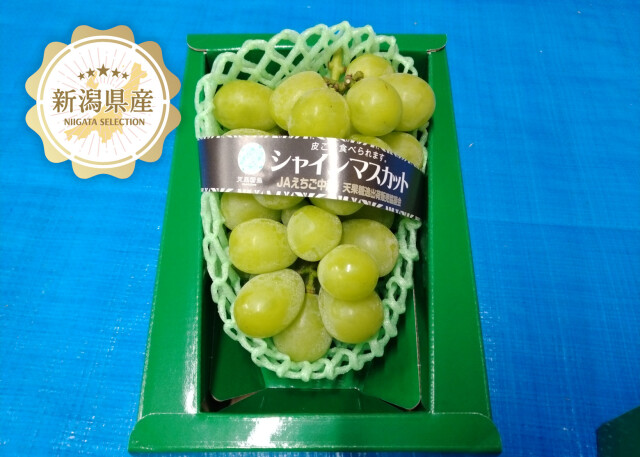 新潟青果市場「愛菜園倶楽部」｜新潟県産 シャインマスカット－市場の